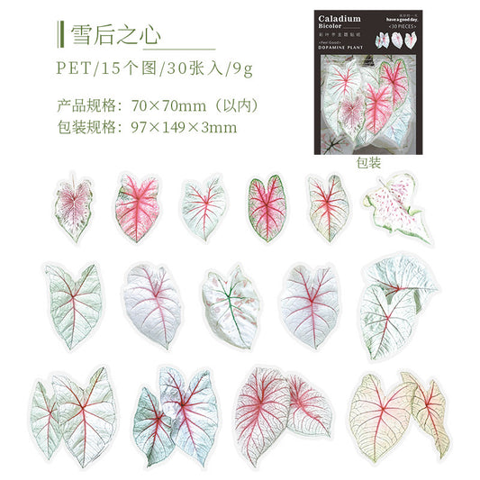 Cyyj003 PET Sticker | Caladium Bicolor | 30 pcs