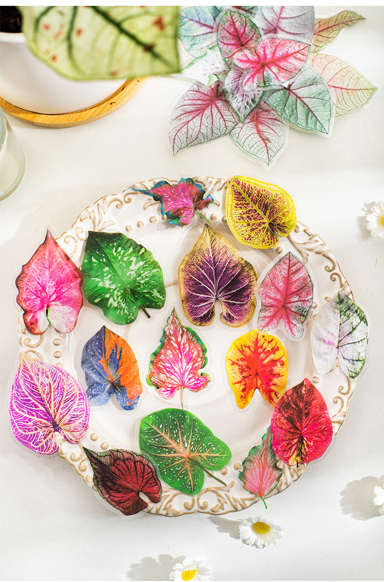 Cyyj006 PET Sticker | Caladium Bicolor | 30 pcs
