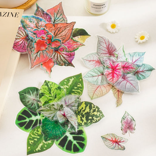 Cyyj003 PET Sticker | Caladium Bicolor | 30 pcs