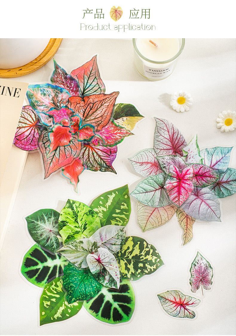 Cyyj003 PET Sticker | Caladium Bicolor | 30 pcs