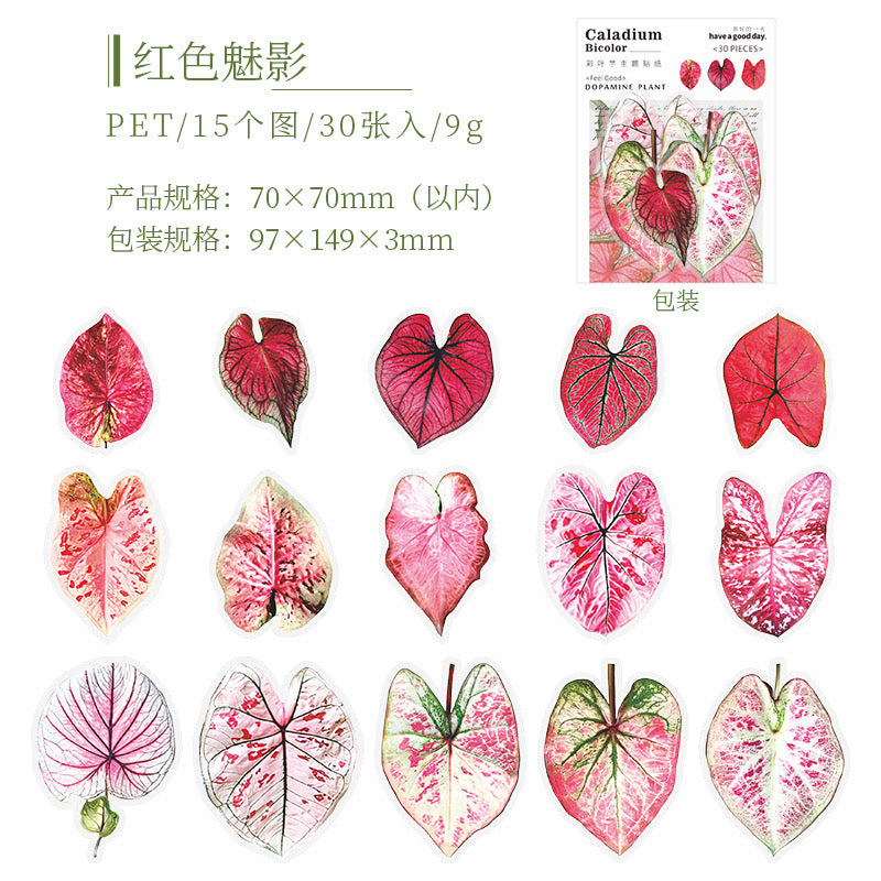 Cyyj006 PET Sticker | Caladium Bicolor | 30 pcs