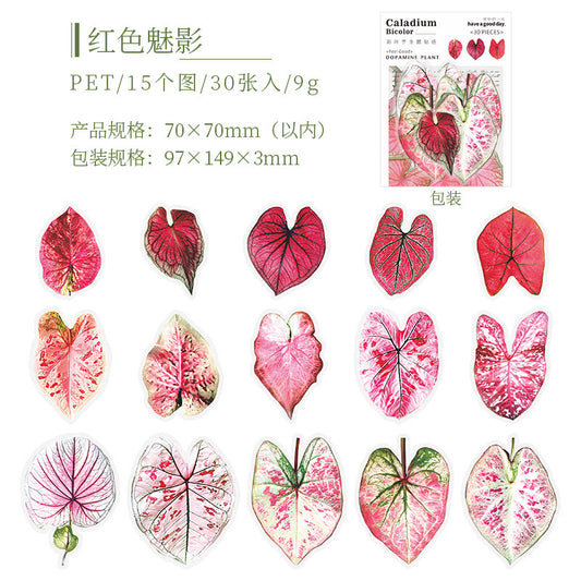 Cyyj006 PET Sticker | Caladium Bicolor | 30 pcs